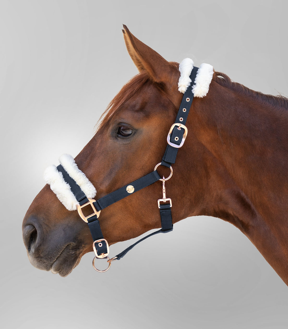 Waldhausen Halter Modern Rose