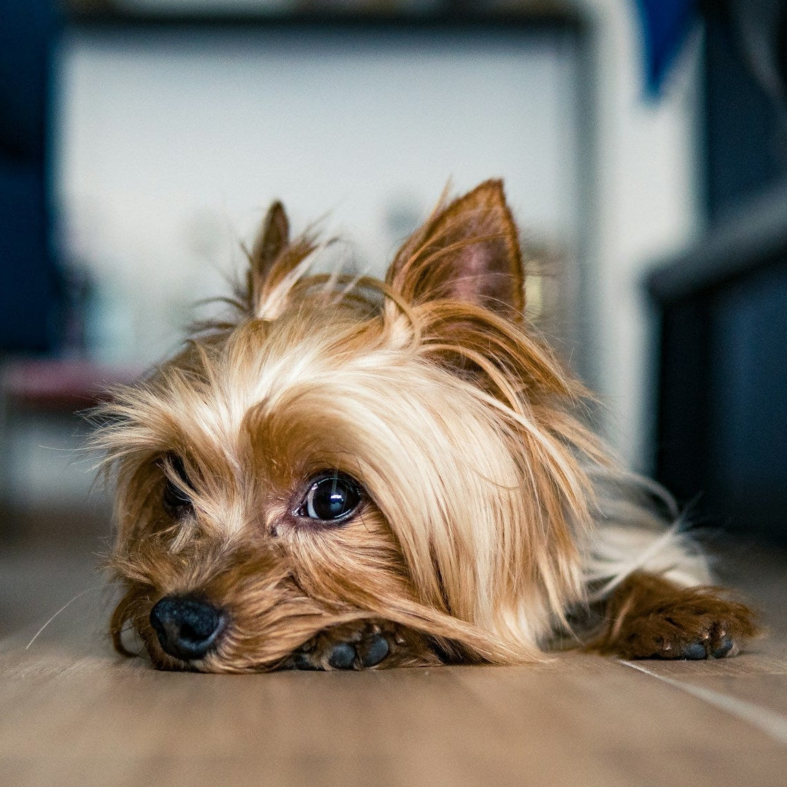 Yorkshire terrier resting