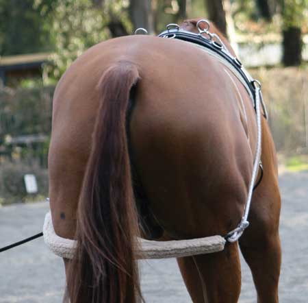 Zilco Lunging Training System - Rear