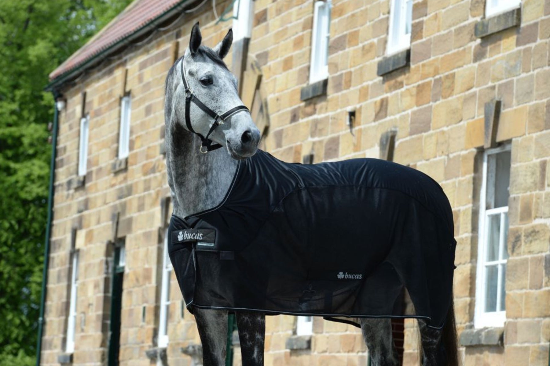 Bucas Competition Cooler Black