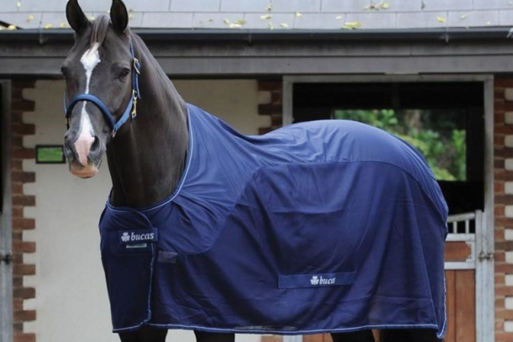 Bucas Competition Cooler Navy