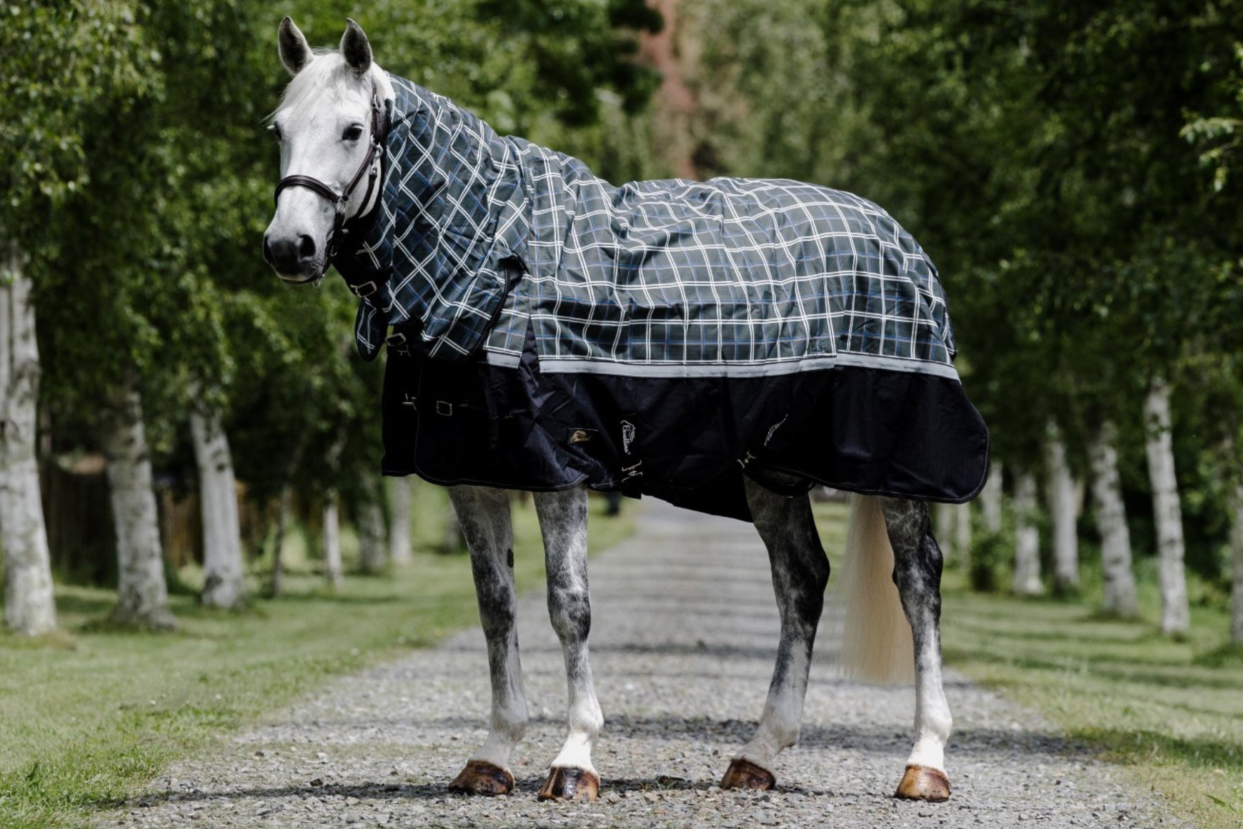 Cavallino Badminton 1200d Combo