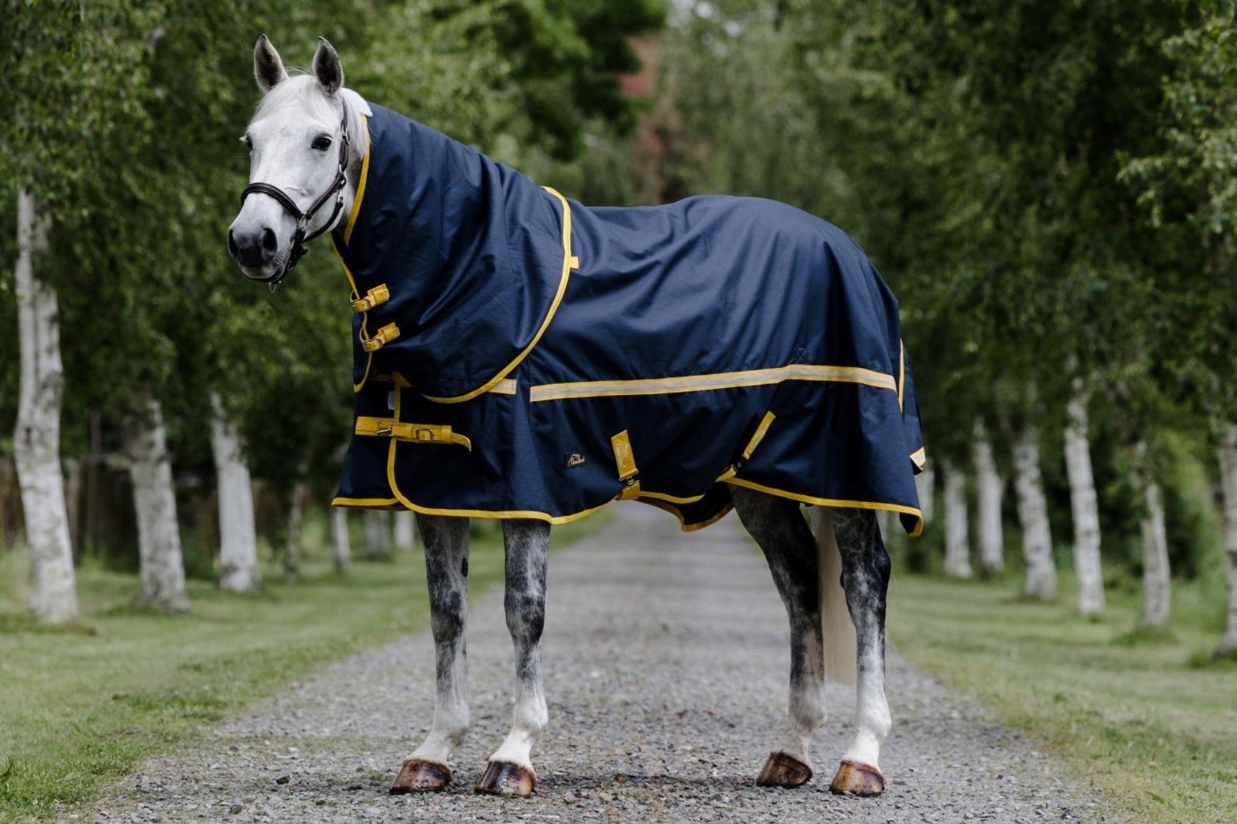 Cavallino Northampton Detacha-Neck