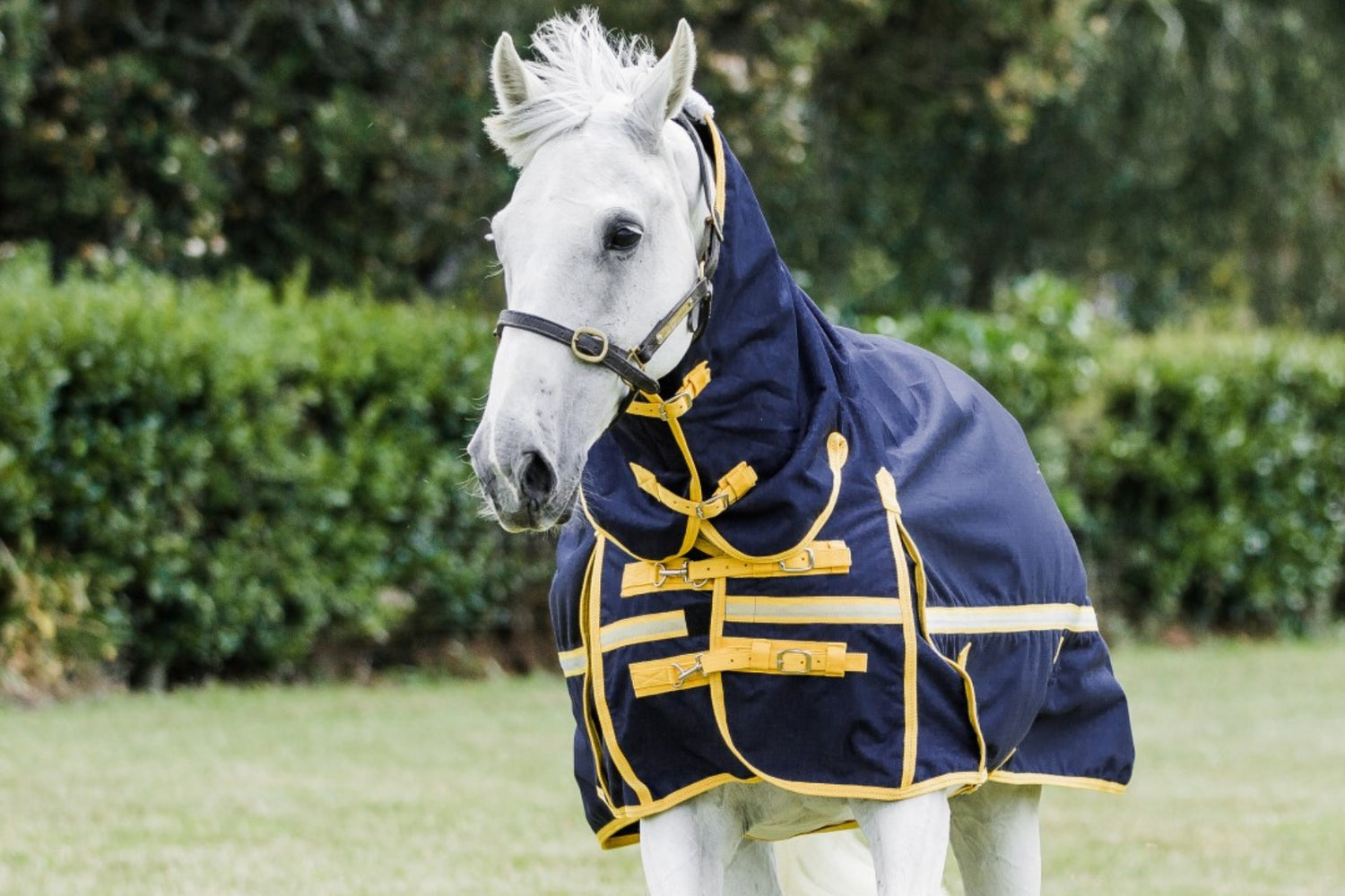 Cavallino Northampton Combo 1200D Navy