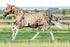 Giraffe_Fly_Mesh_Rug_nztack_SOB0T7G1EEAB.png