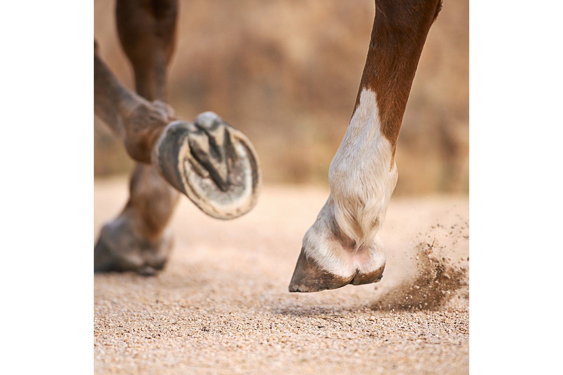 Healthy Hooves