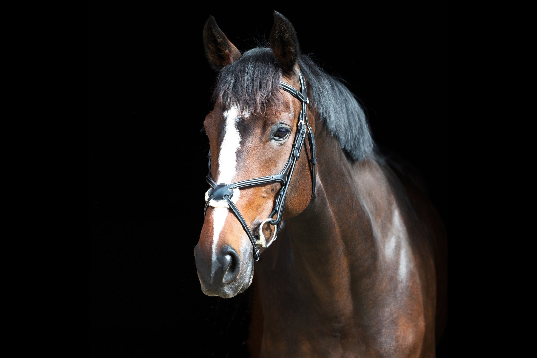 Horze Prescott X Noseband Bridle