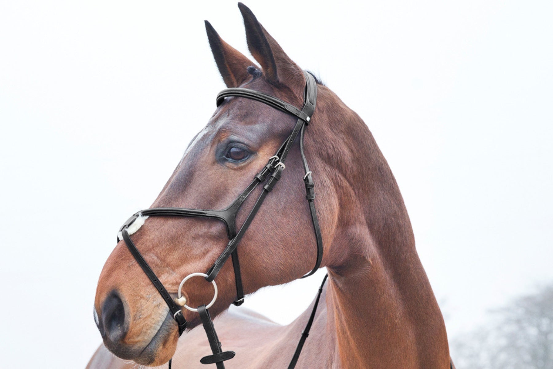Horze Prescott X Noseband Bridle