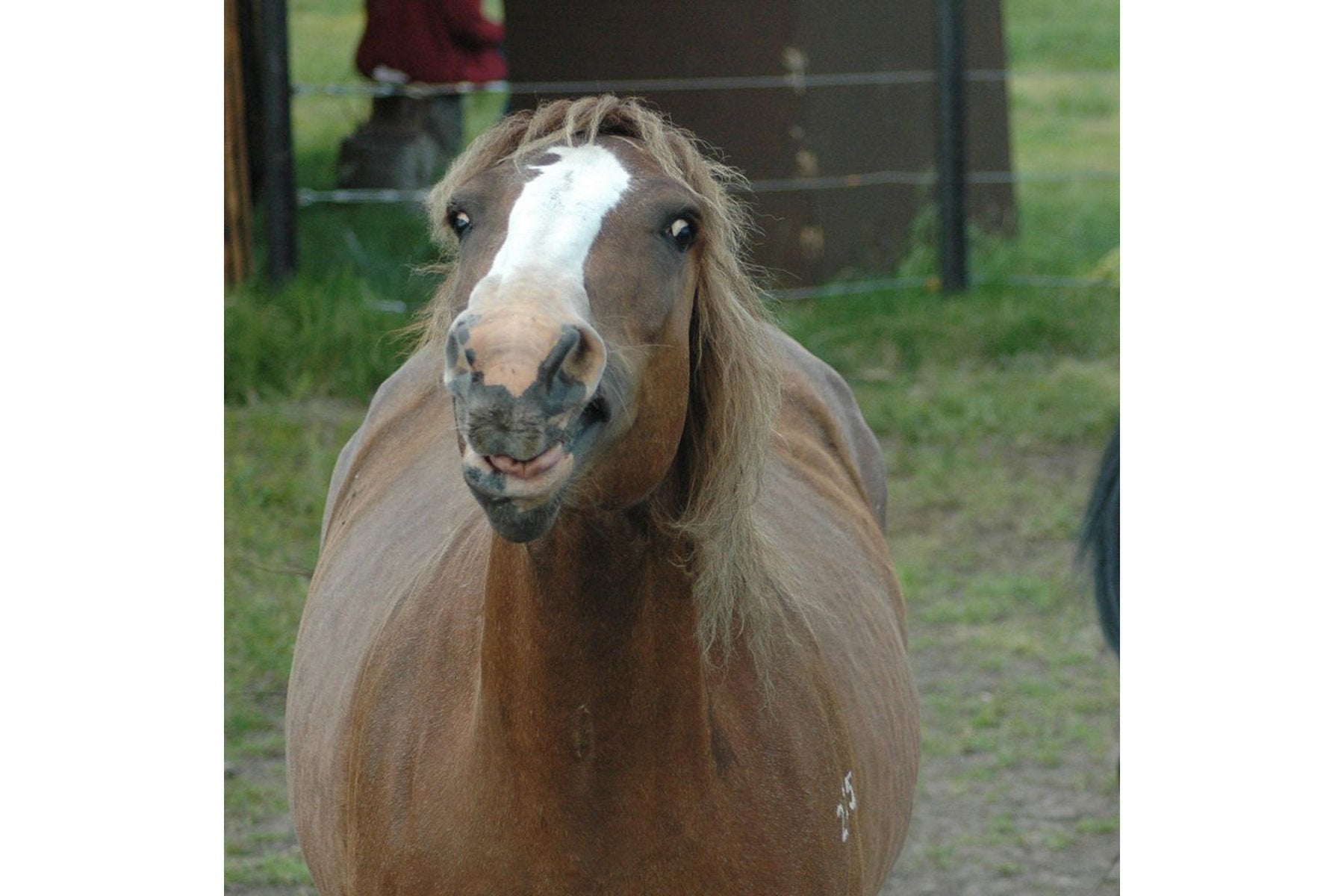 Mares Plus