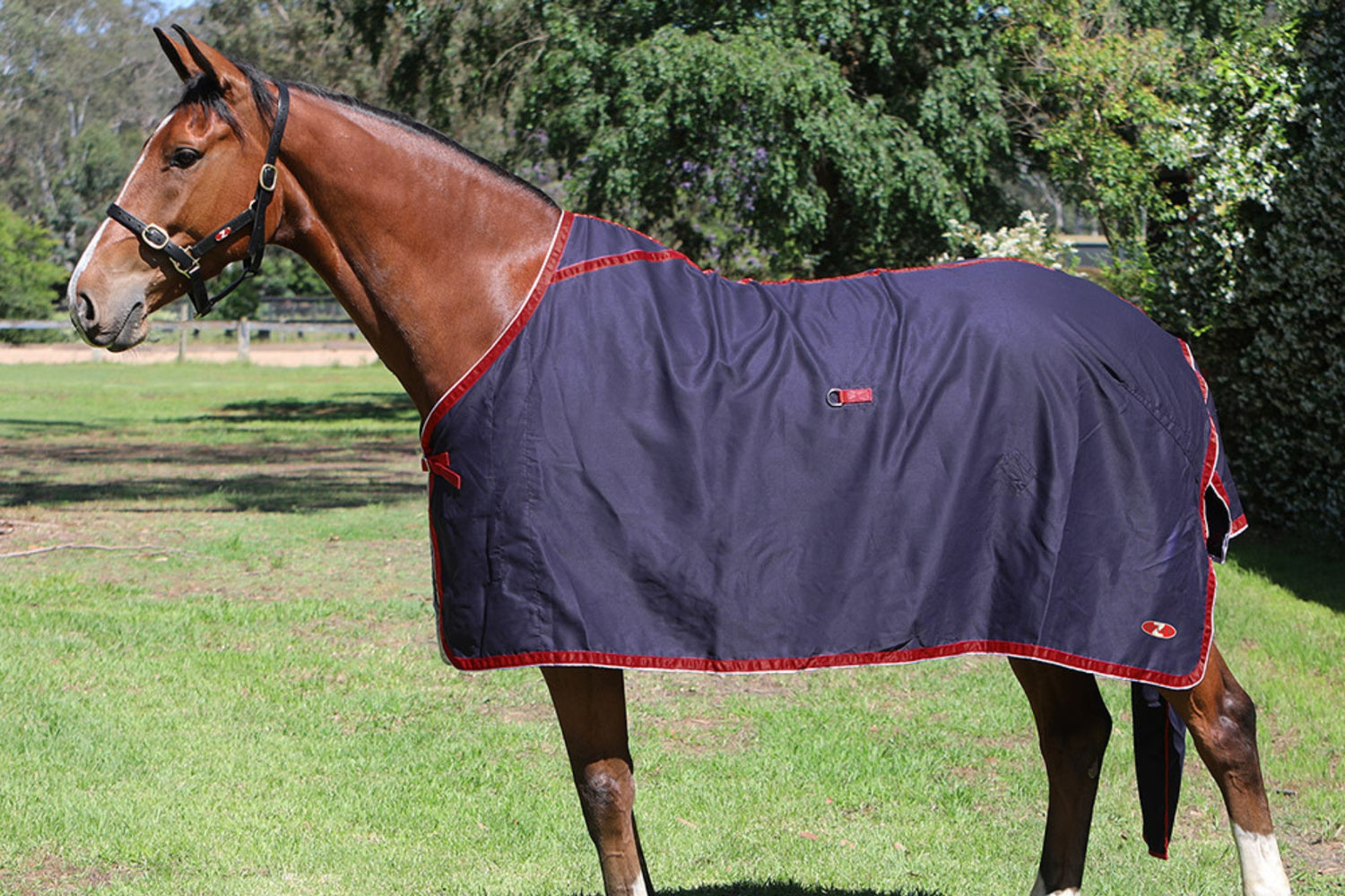 Show Circuit Cotton Rug