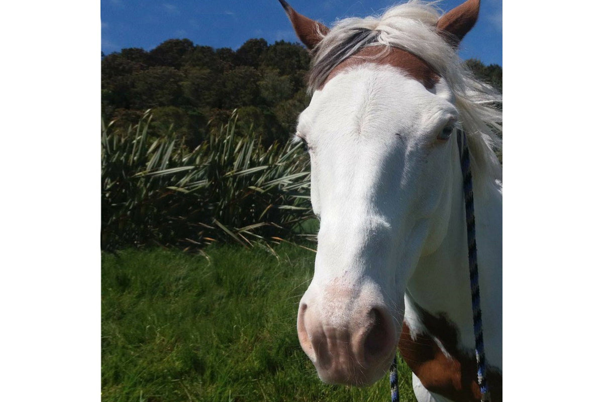 Hippo Health Sol Plus - Equine - 2