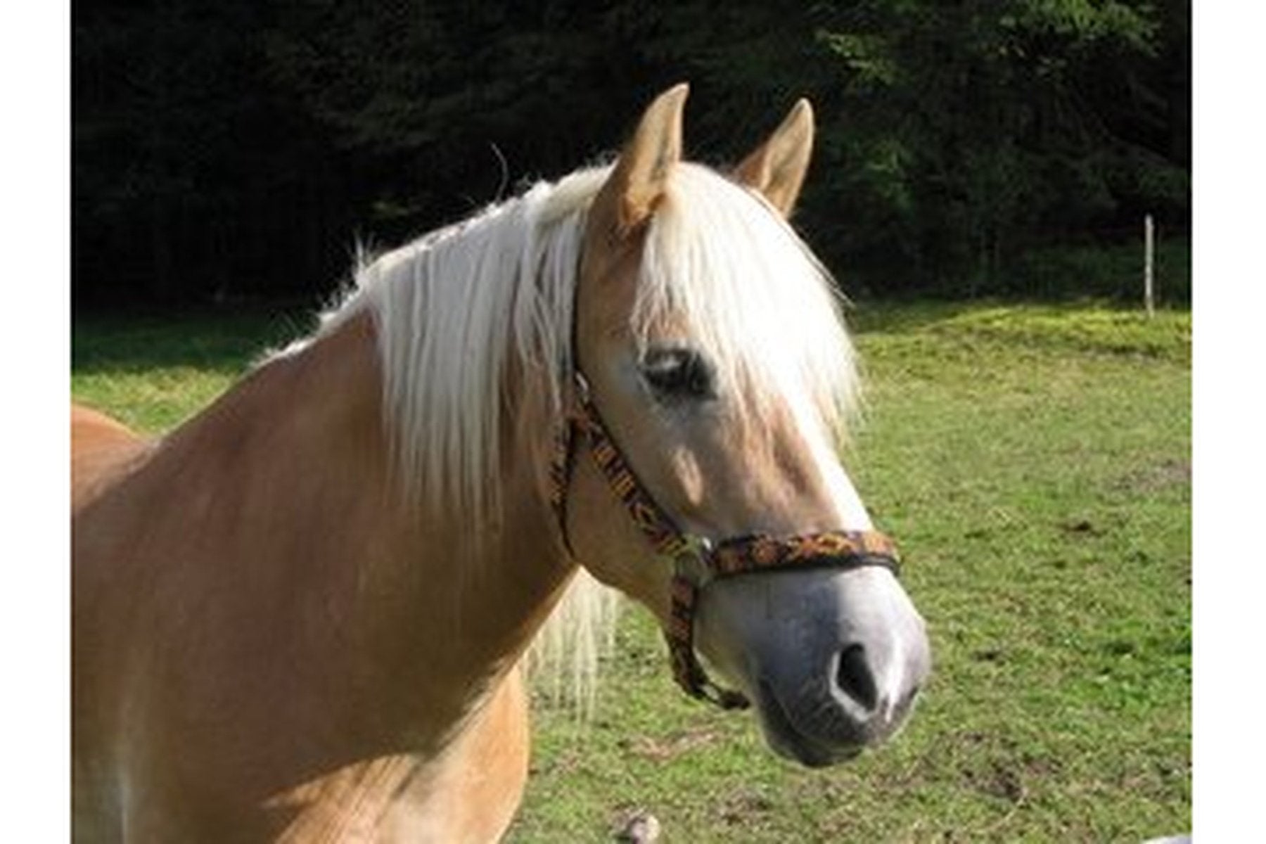 Grass Allergy - Equine