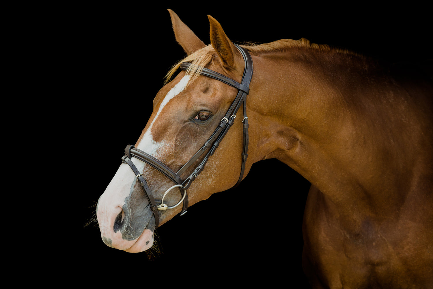 Your Online Equestrian Supplies Store - even more horse gear