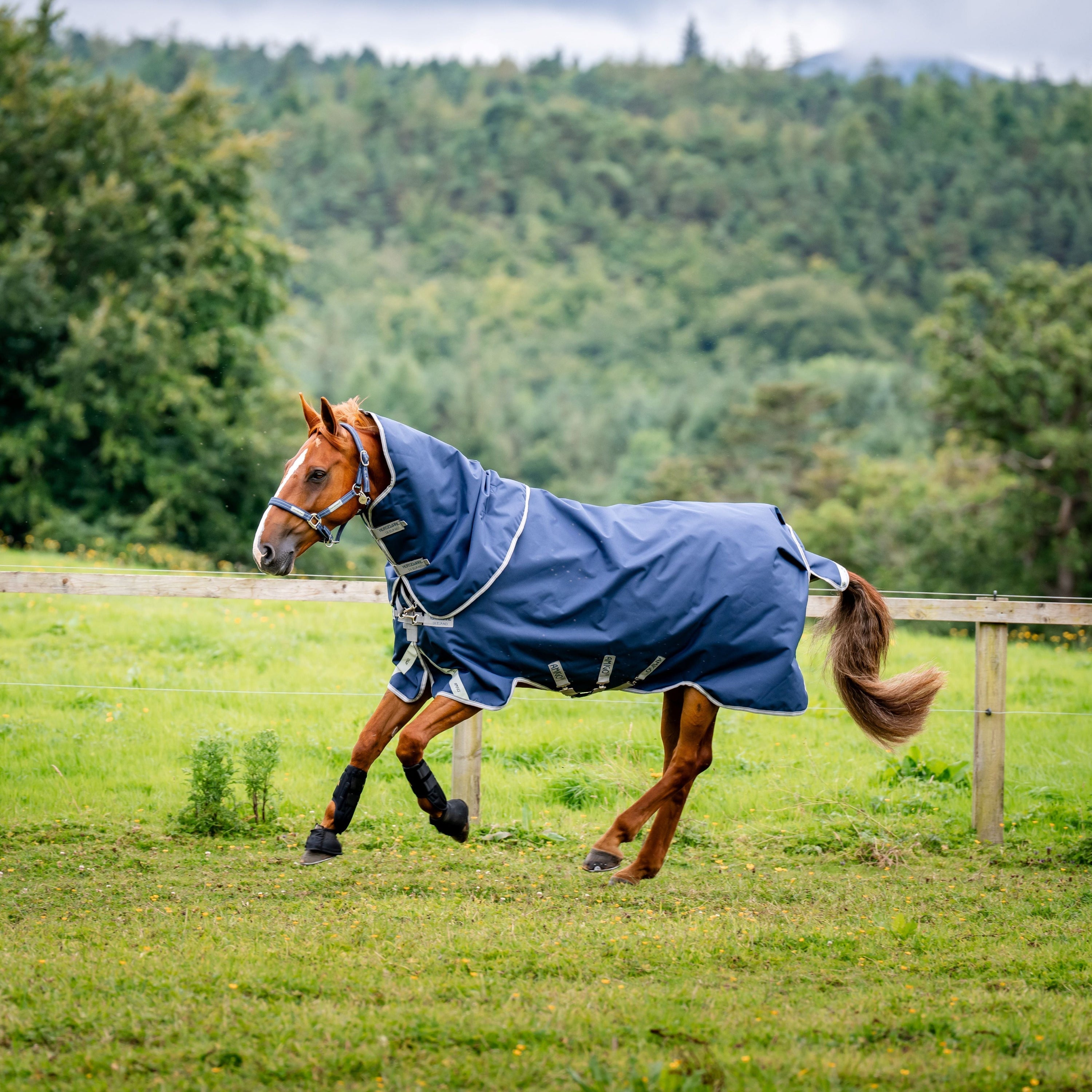 Shop the Most Popular Winter Rugs for Horses 2026