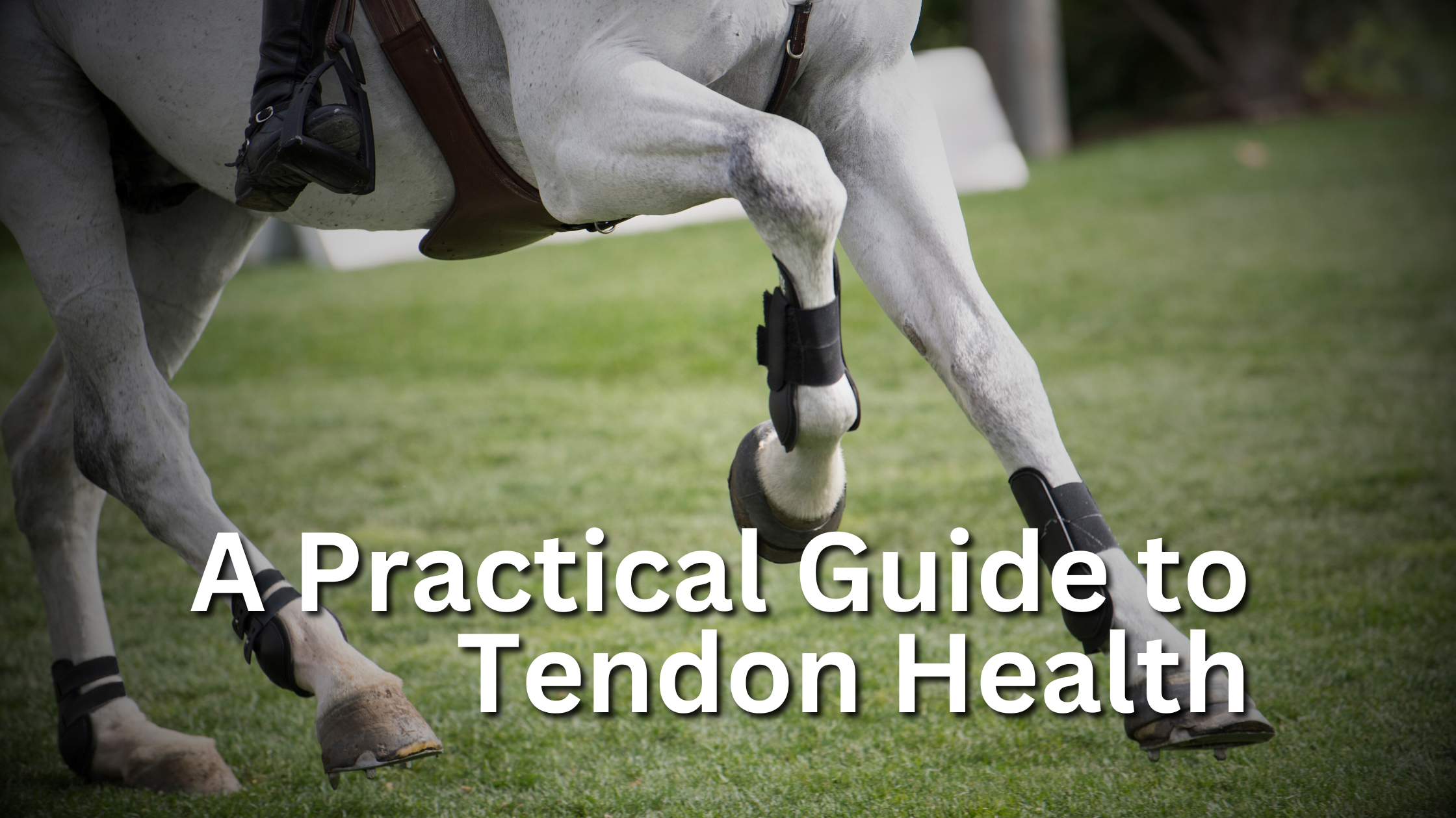 A Practical Guide to Tendon Health