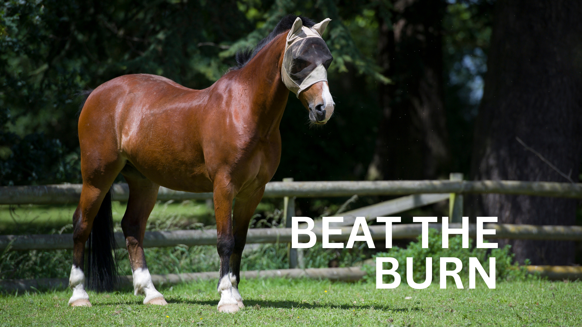 Beat the Burn: Protecting Your Horse from the NZ Summer Sun