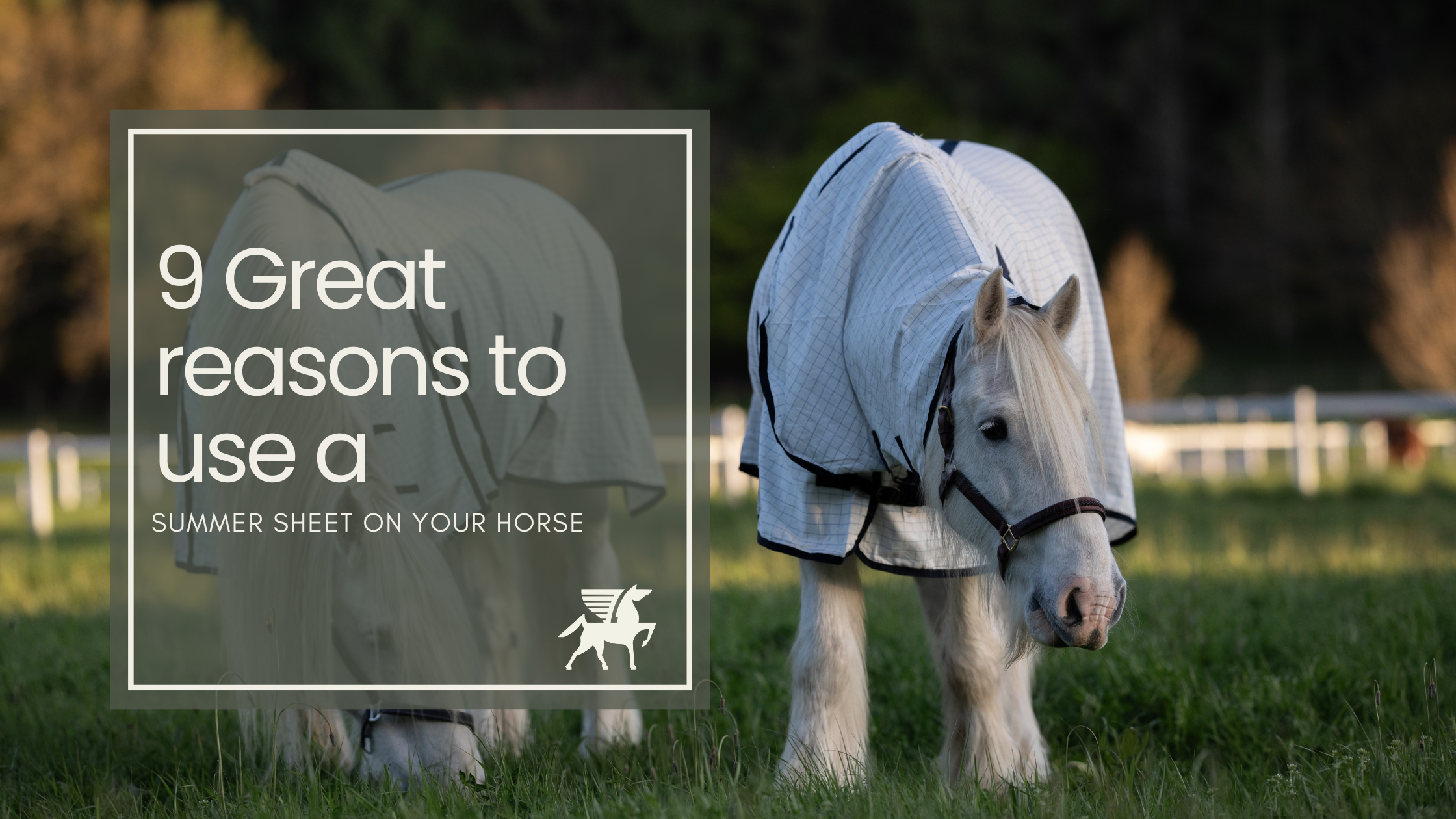 9 Great reasons to use a Summer Sheet on your Horse