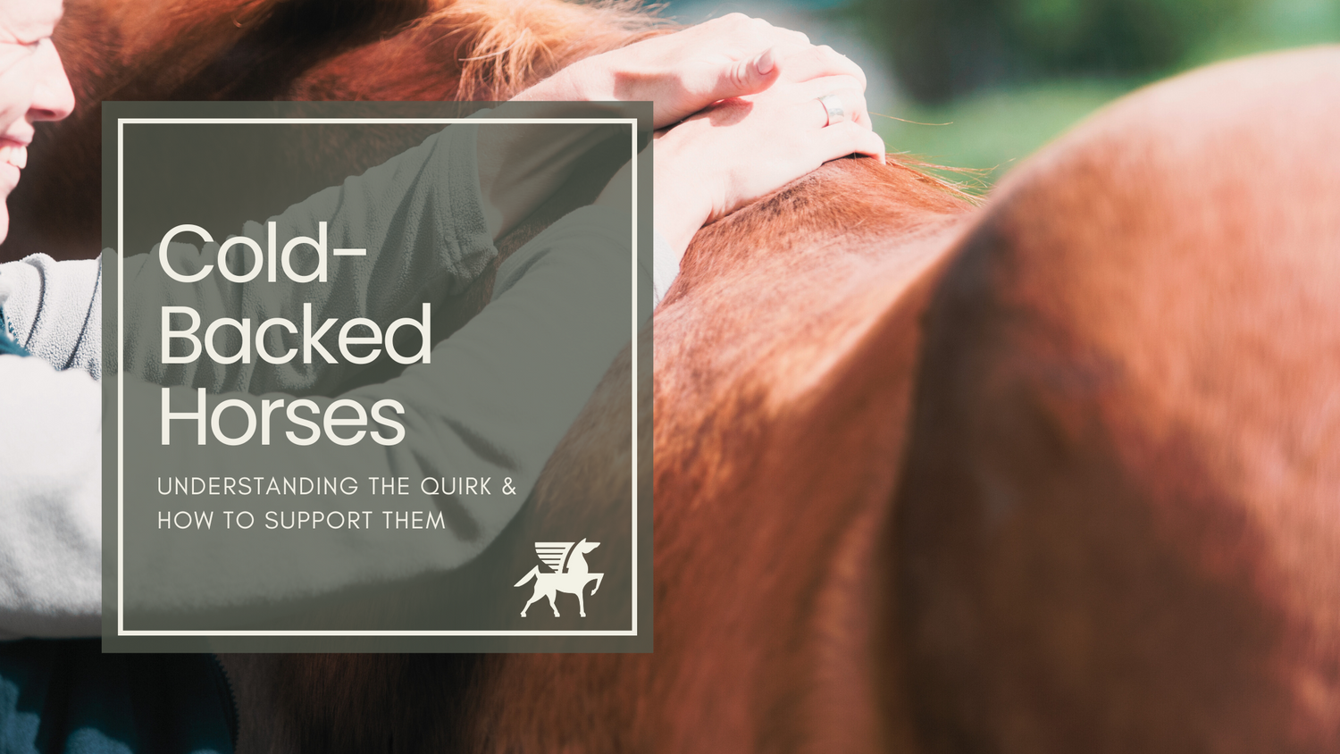 Cold-Backed Horses: Understanding the Quirk & How to Support Them