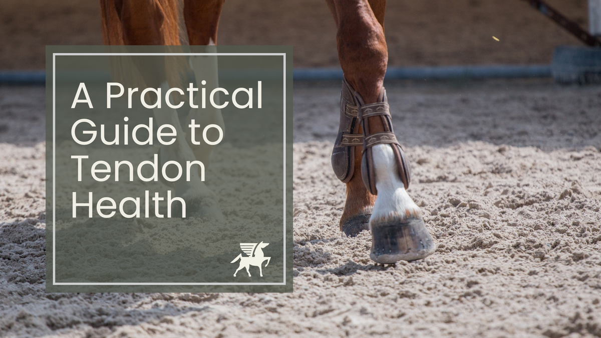 A Practical Guide to Tendon Health