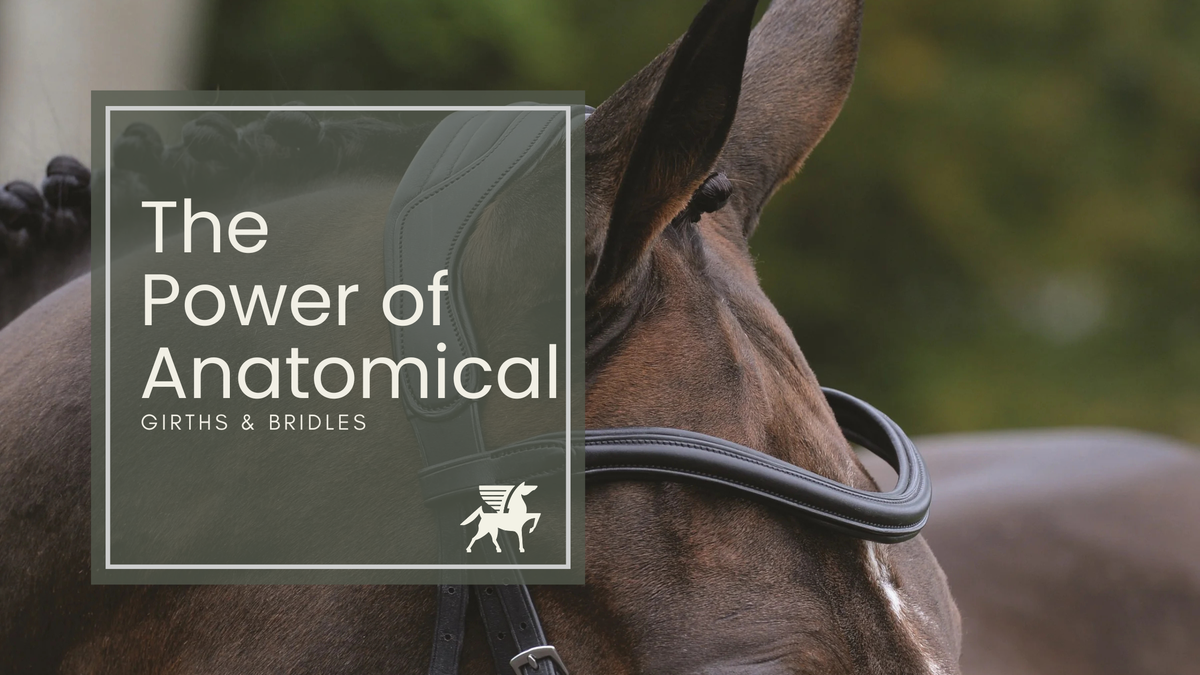 Understanding Anatomical Horse Gear