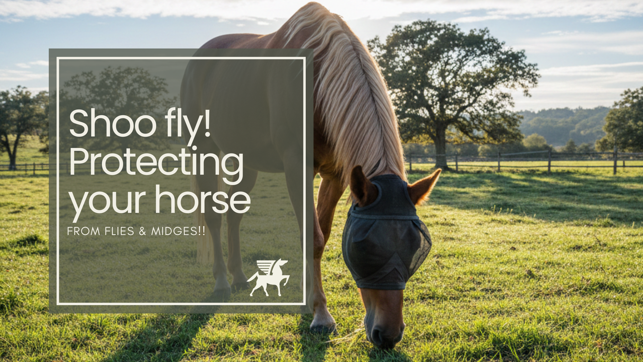 Shoo fly! Protecting your horse from flies & midges