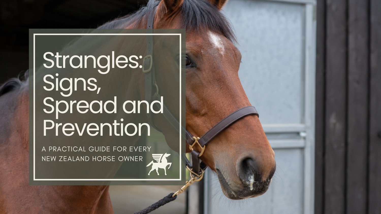 Strangles in Horses in New Zealand: Signs, Spread and Prevention