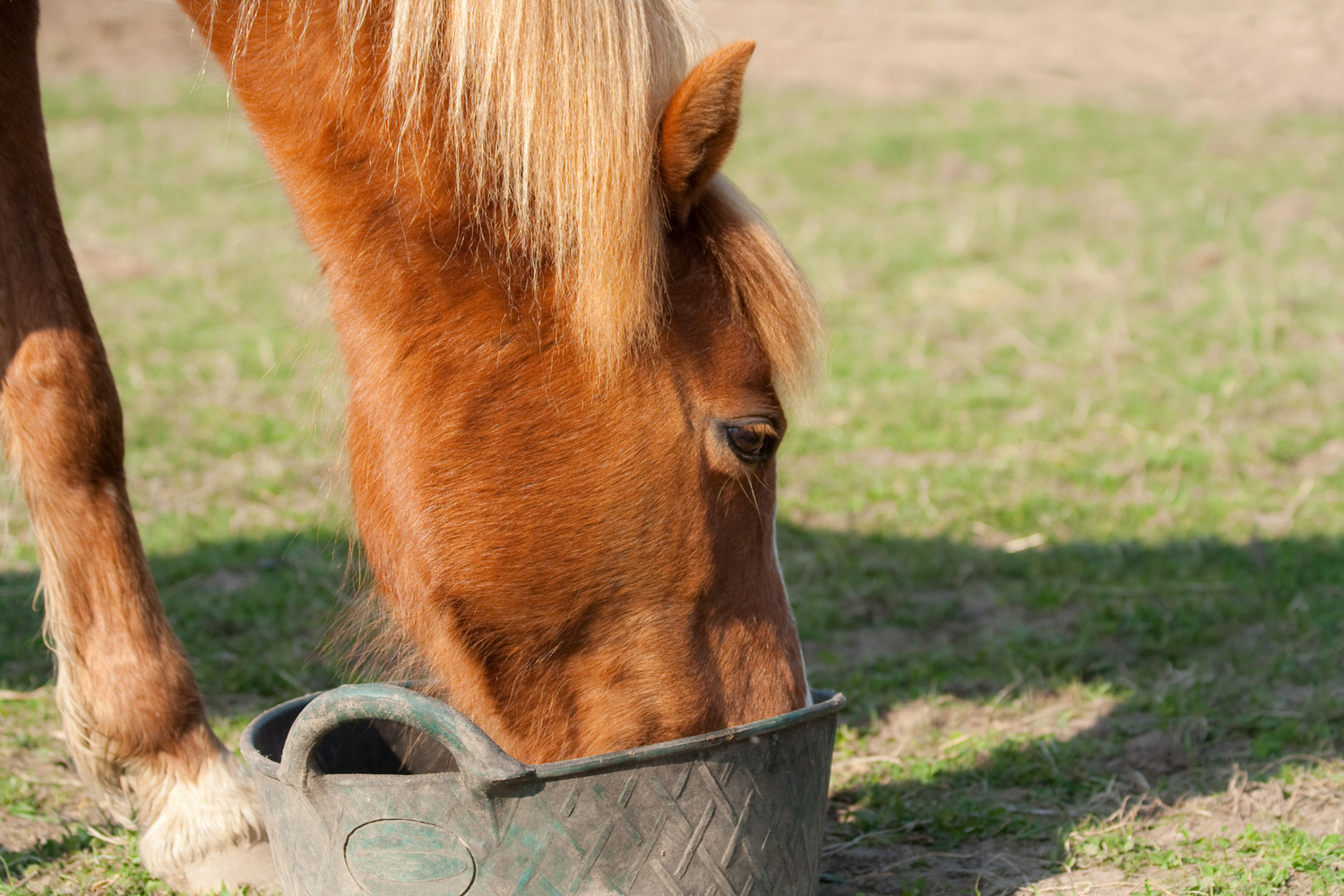 How Much Feed and What to Feed Your Horse