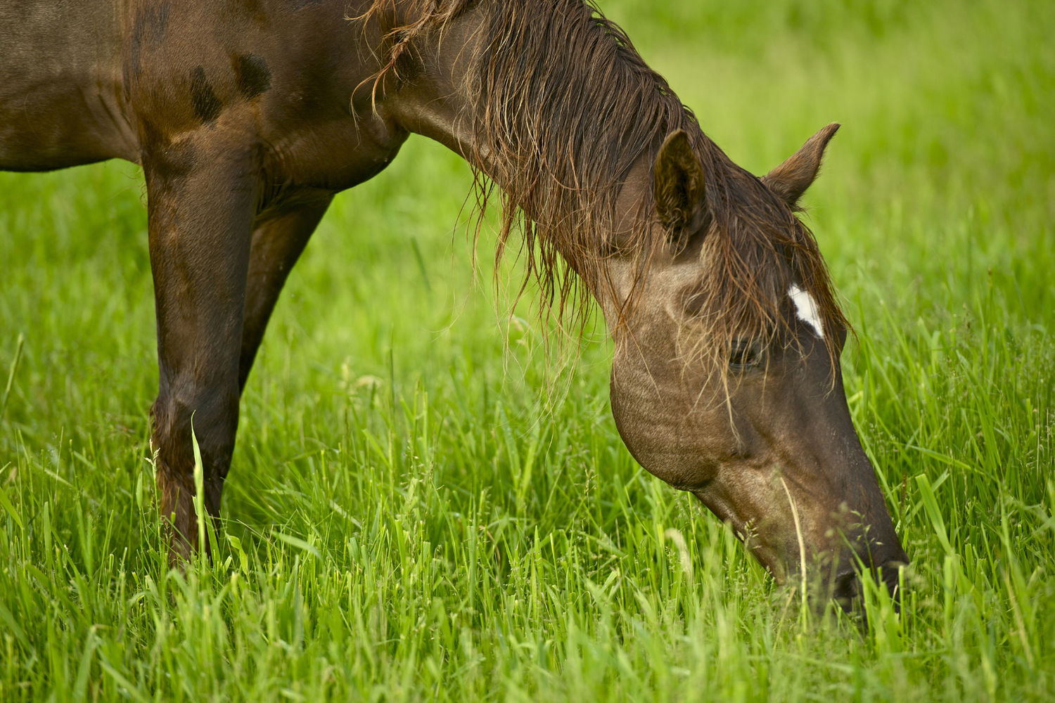 Is your horse struggling with Weight Gain?