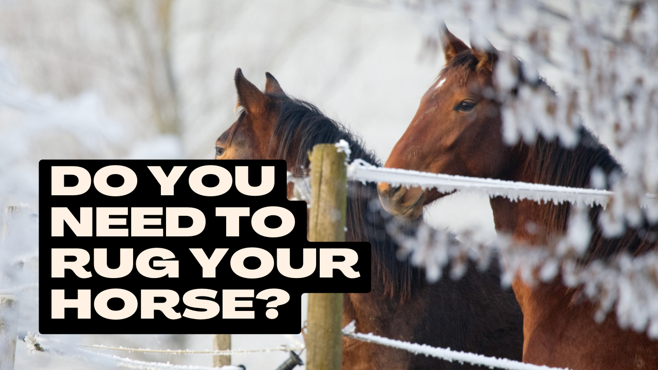 Do you need to rug your horse? – NZ Tack Saddlery Co