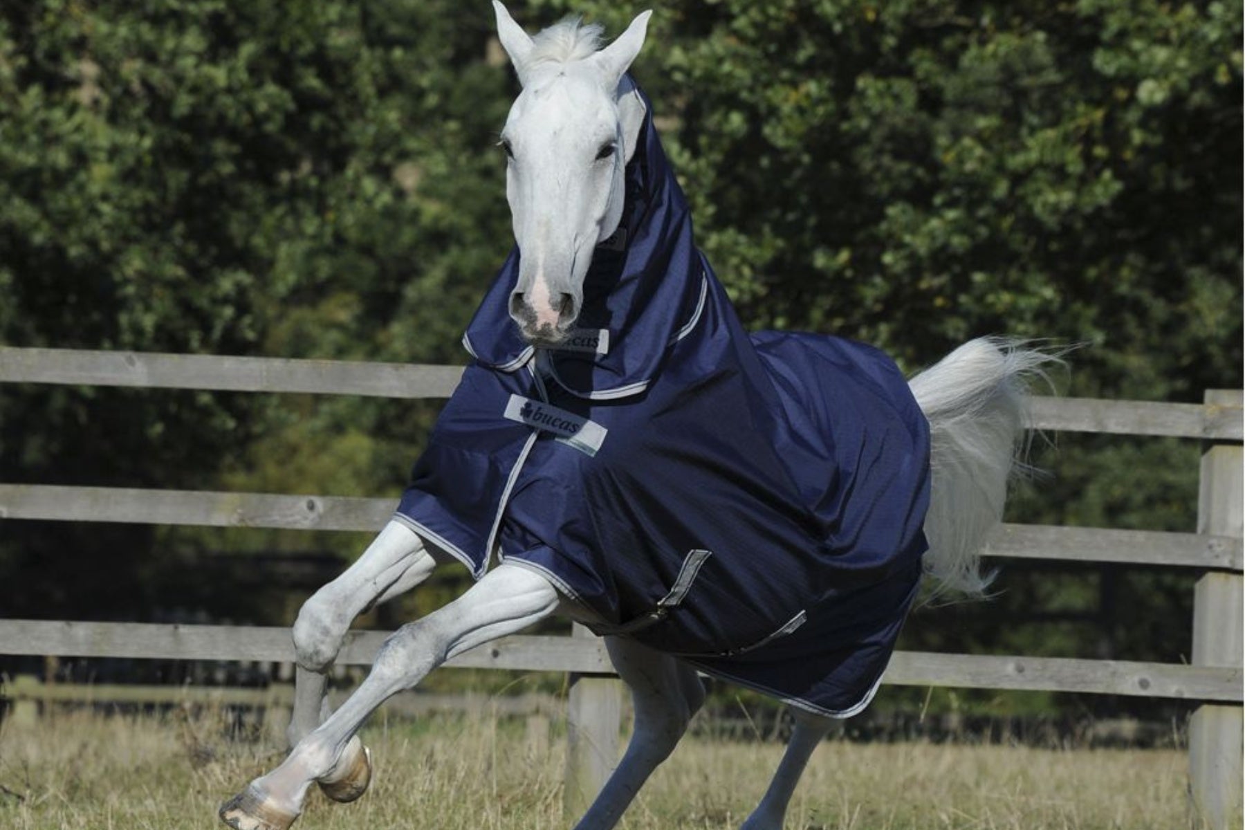 All Horse Rugs