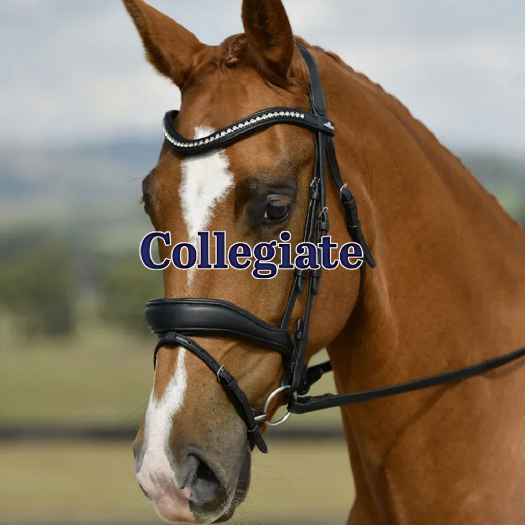 Collegiate Saddles & Tack – Adaptive Fit, Premium Leather & Synthetic Range