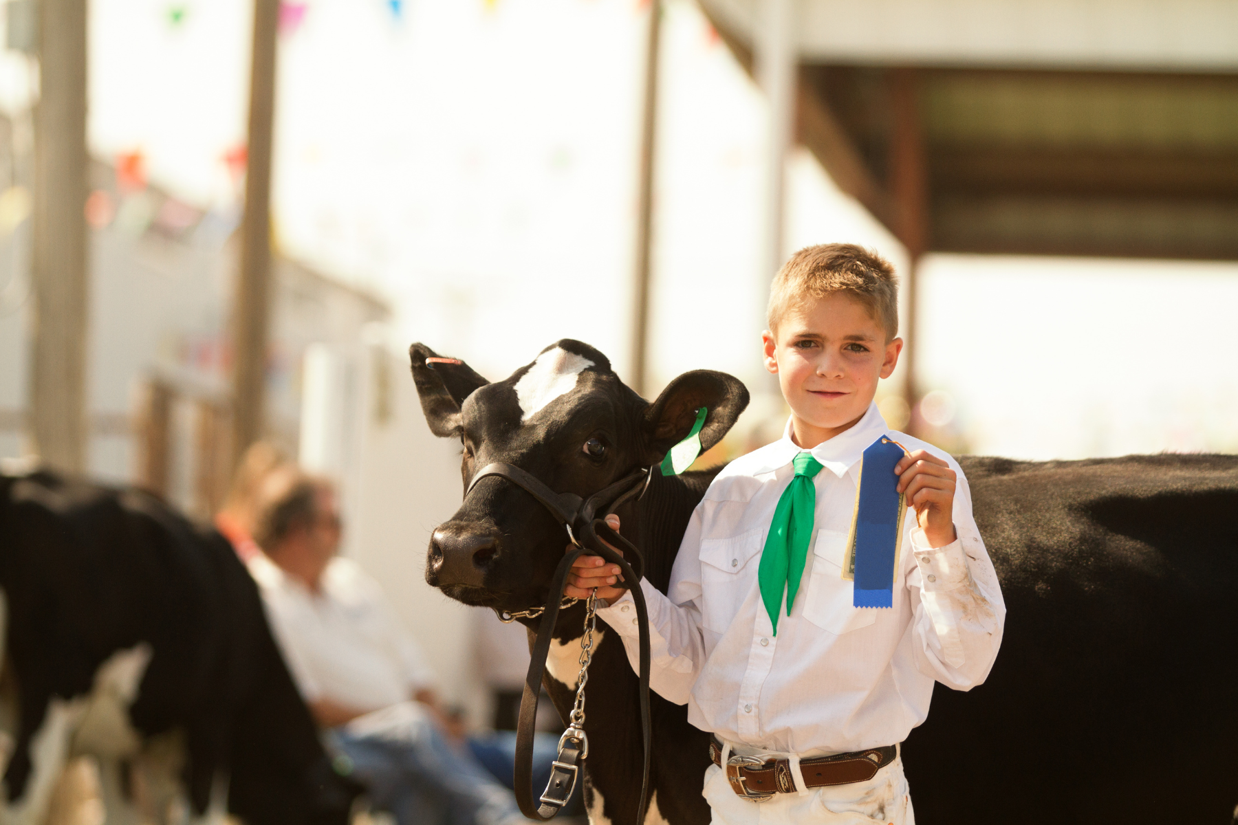 Calf & Cow Halters with Leads – Leather or Synthetic