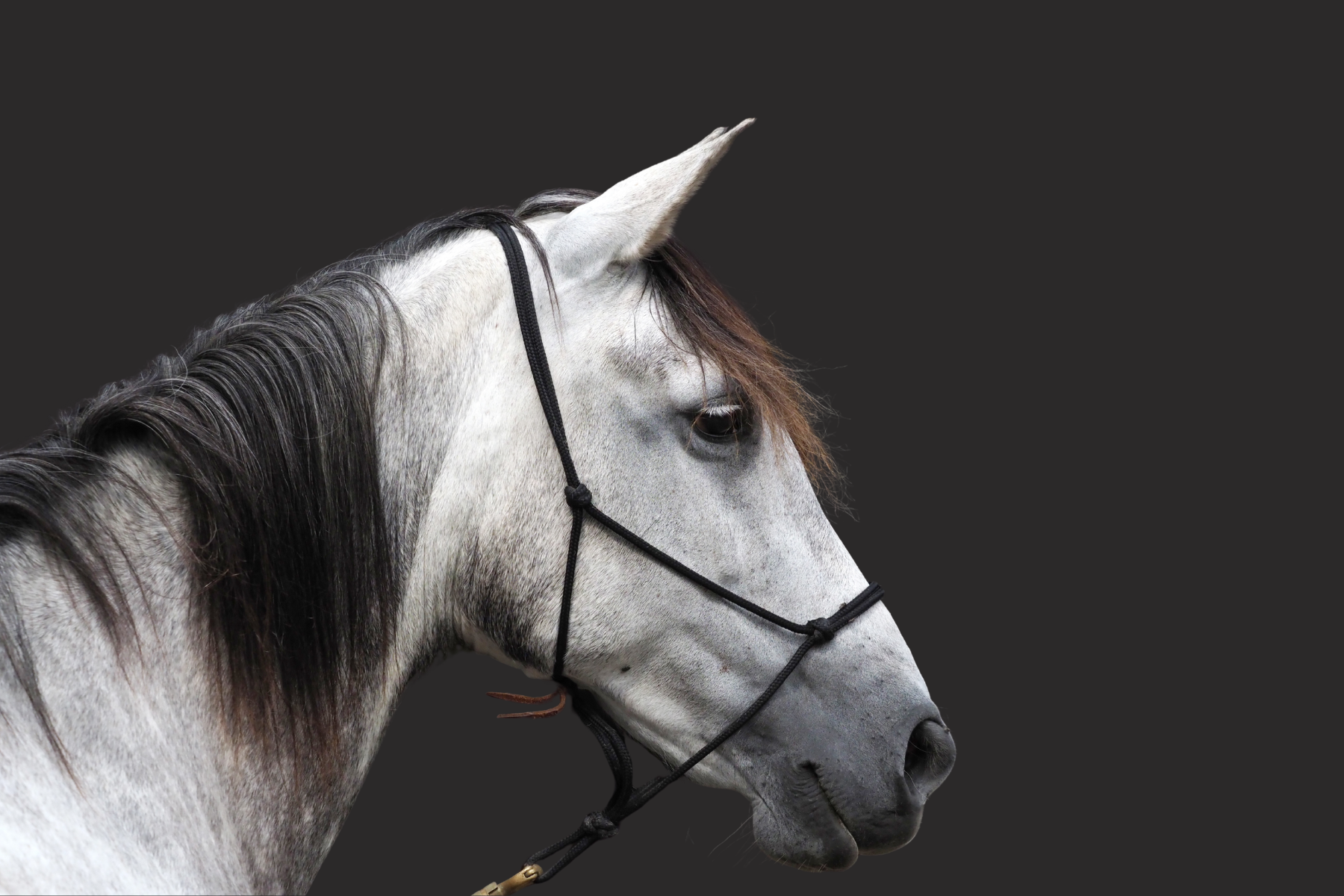 Rope Halters