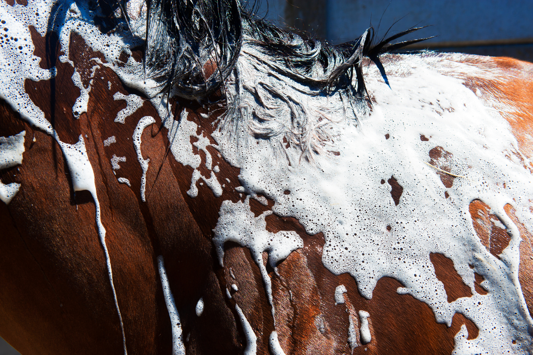 Horse Shampoo