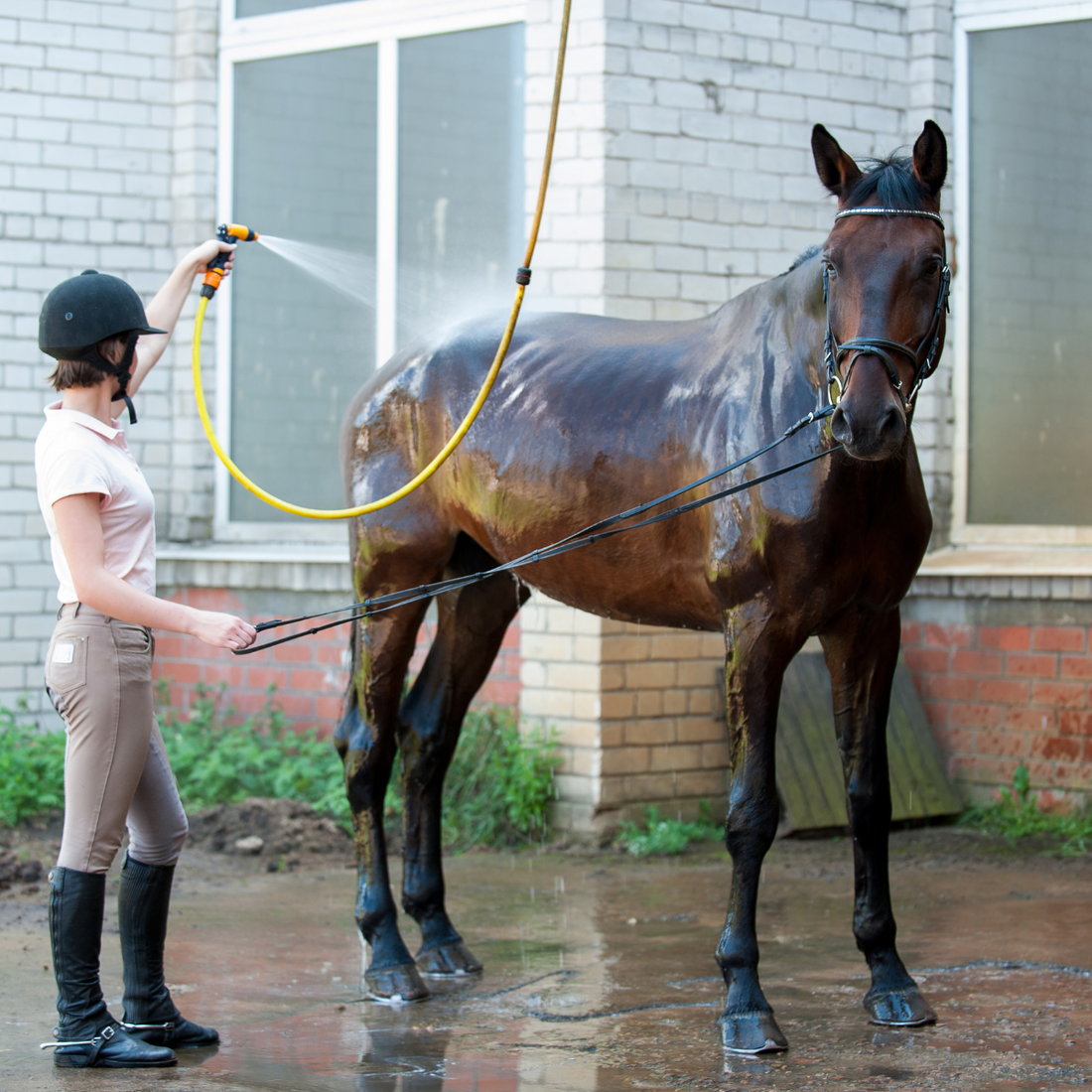 Horse Washing & Bathing Supplies