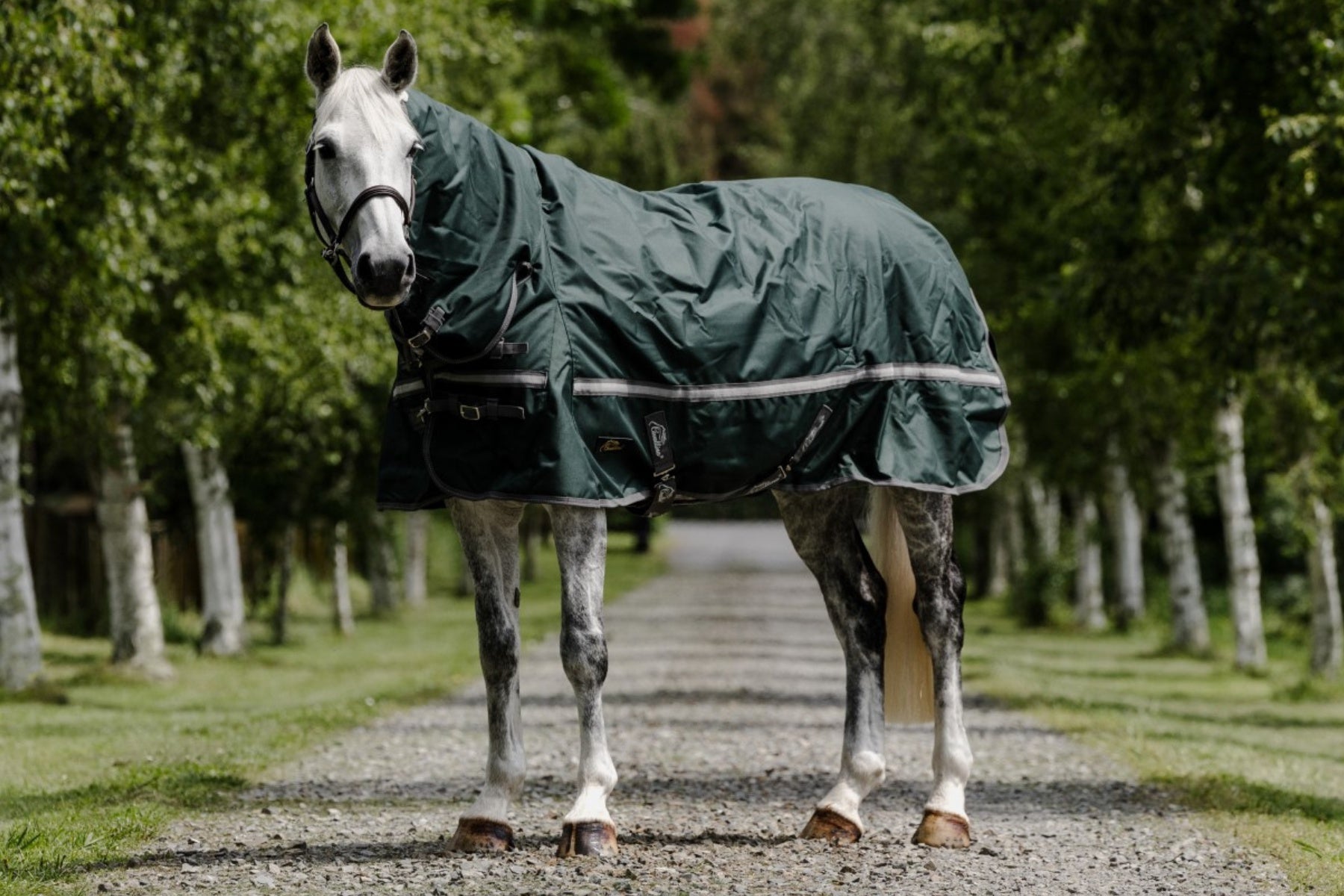 Medium Turnout Rugs for Horses