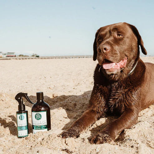 Hairy Pony for Dogs