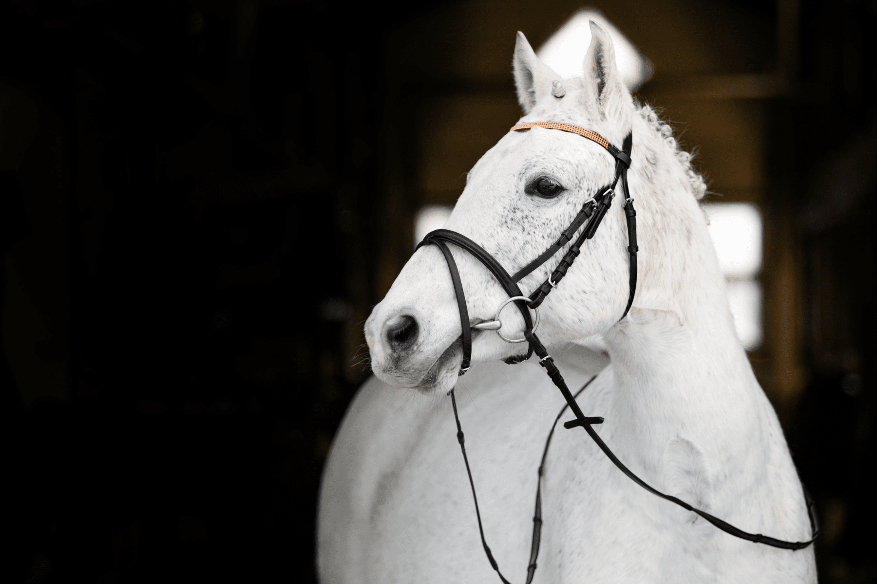 Pony Bridles & Reins