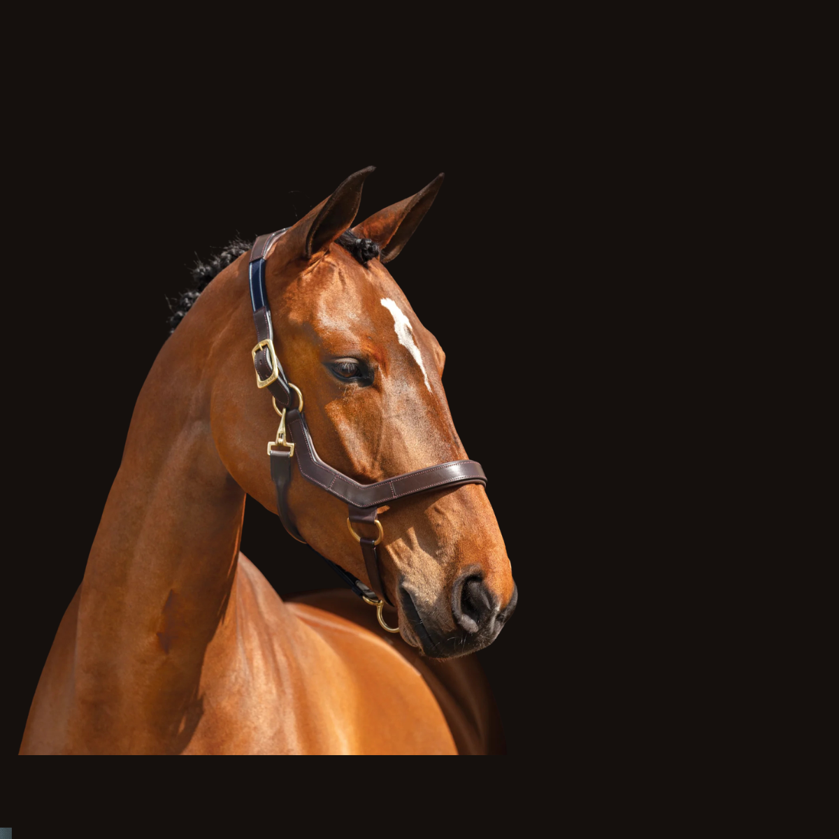 Halters & Leads