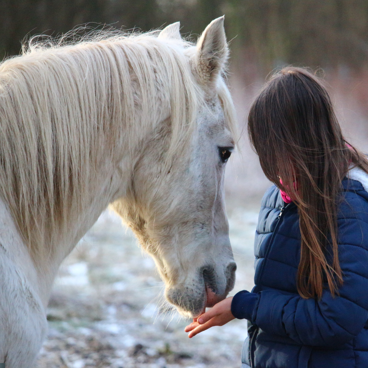 Metabolic Care for Horses