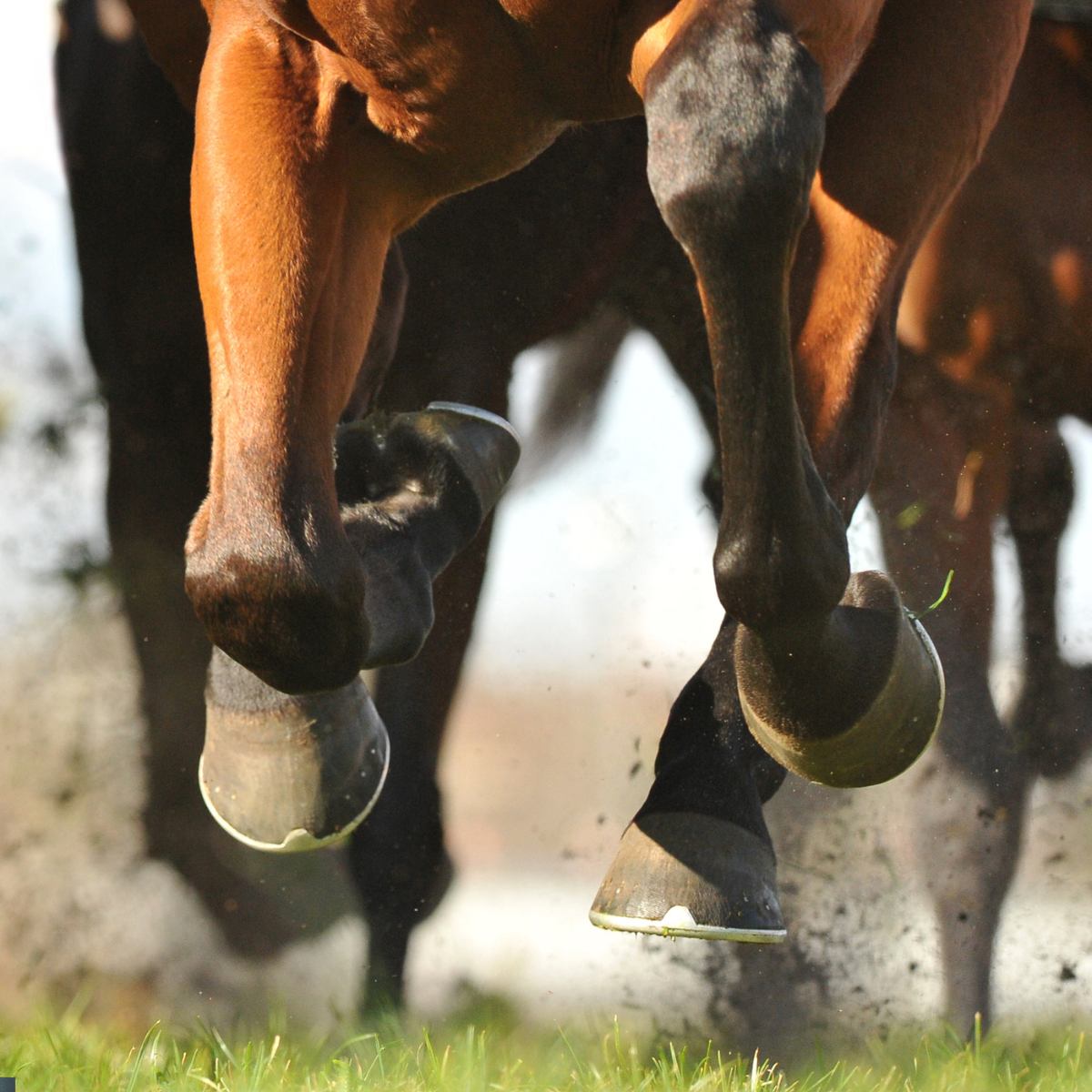 Bone & Hoof Supplements