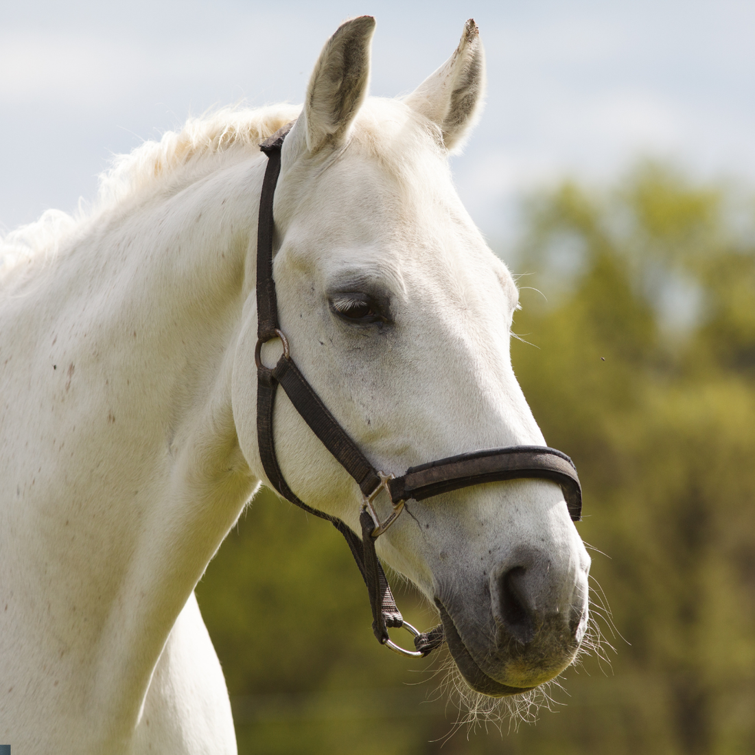 Wormers, Parasites & Mite Control