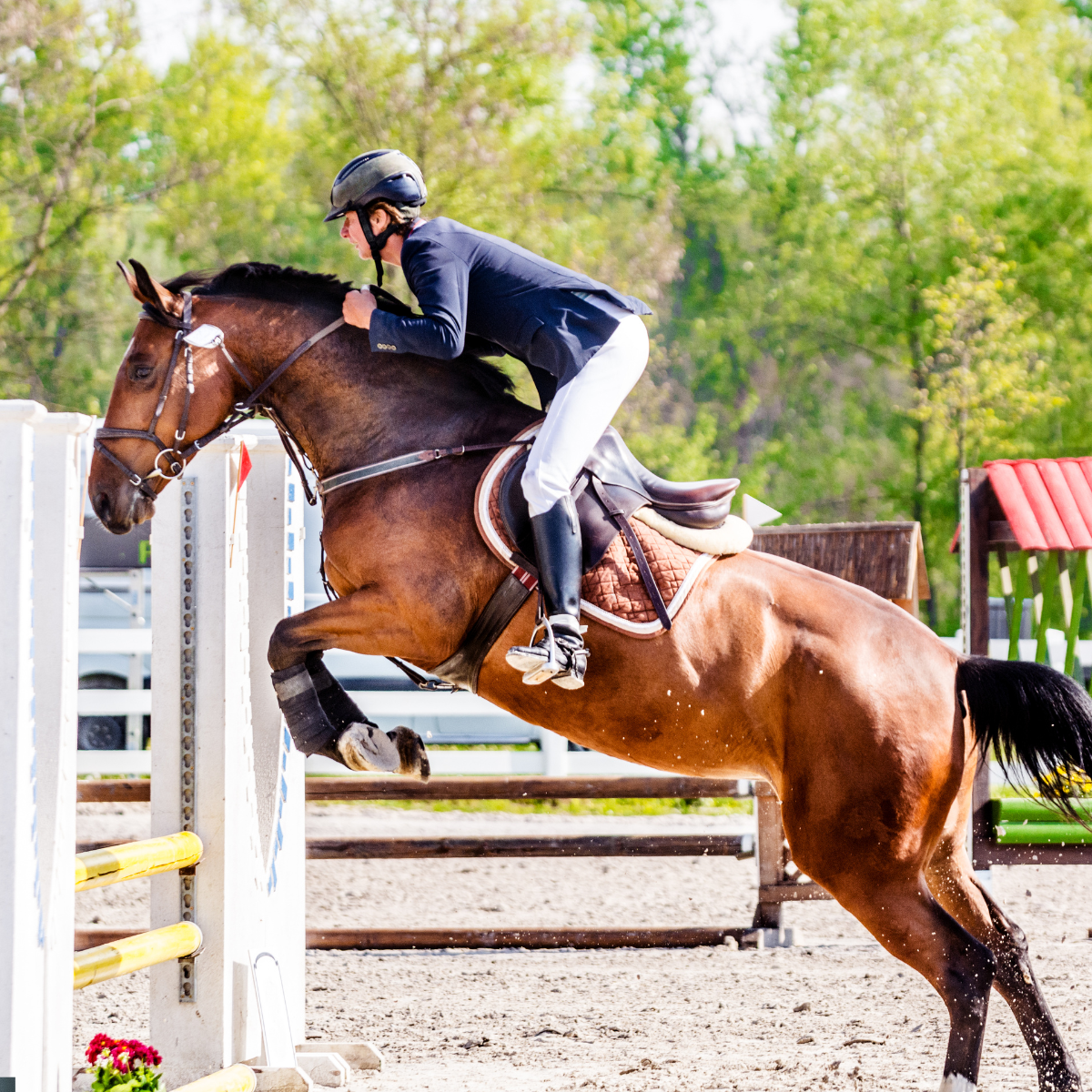 Jumping Saddle Pads