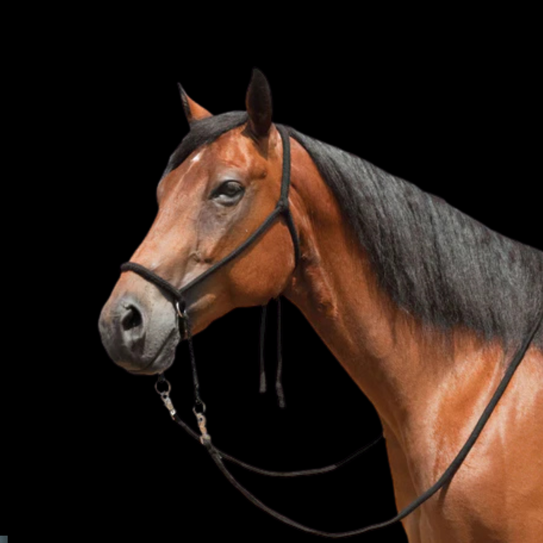 Bitless Bridles