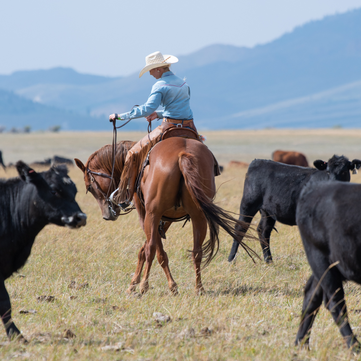 Western Bridles, Reins & Breastplates