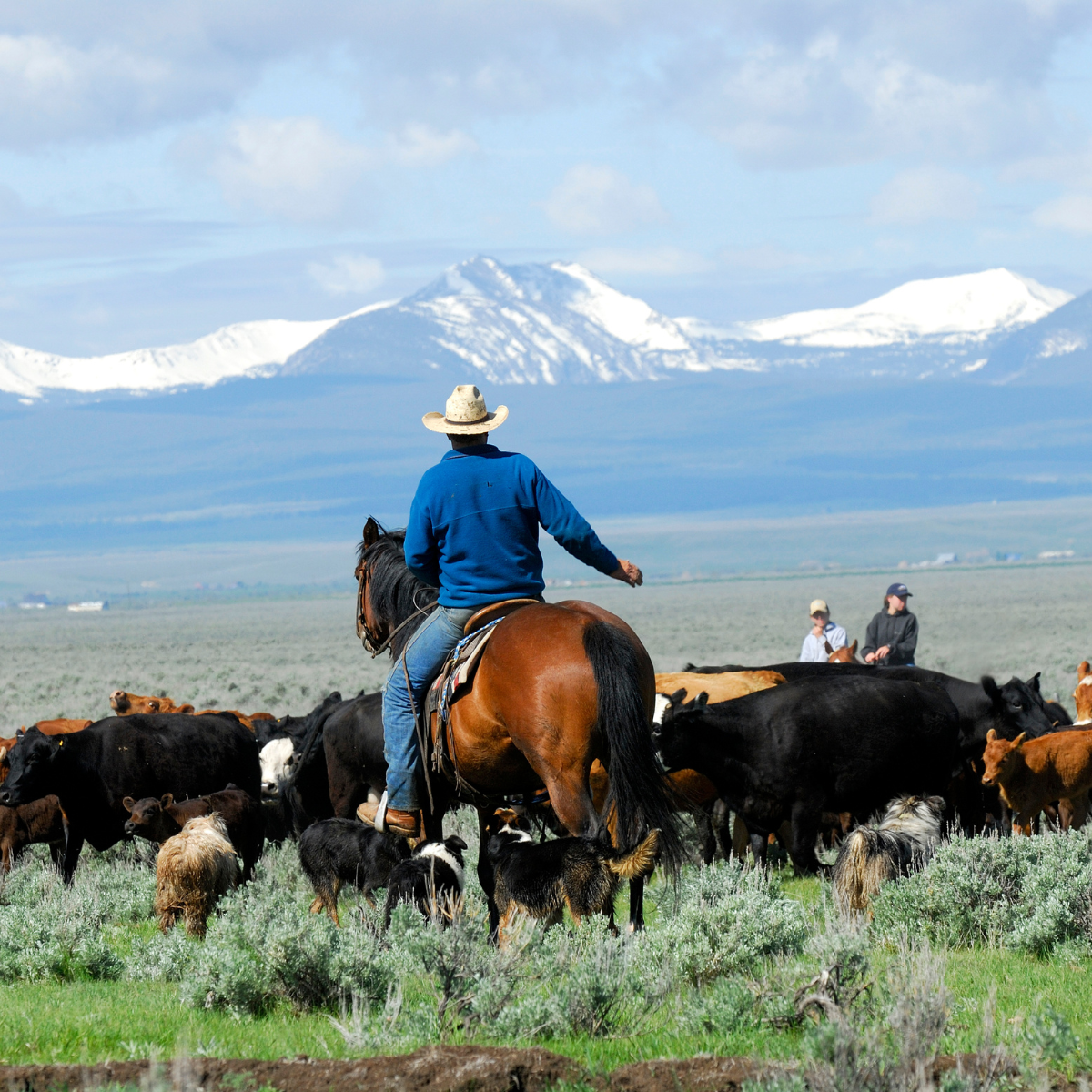 Western, Half Breed & Stock Saddles