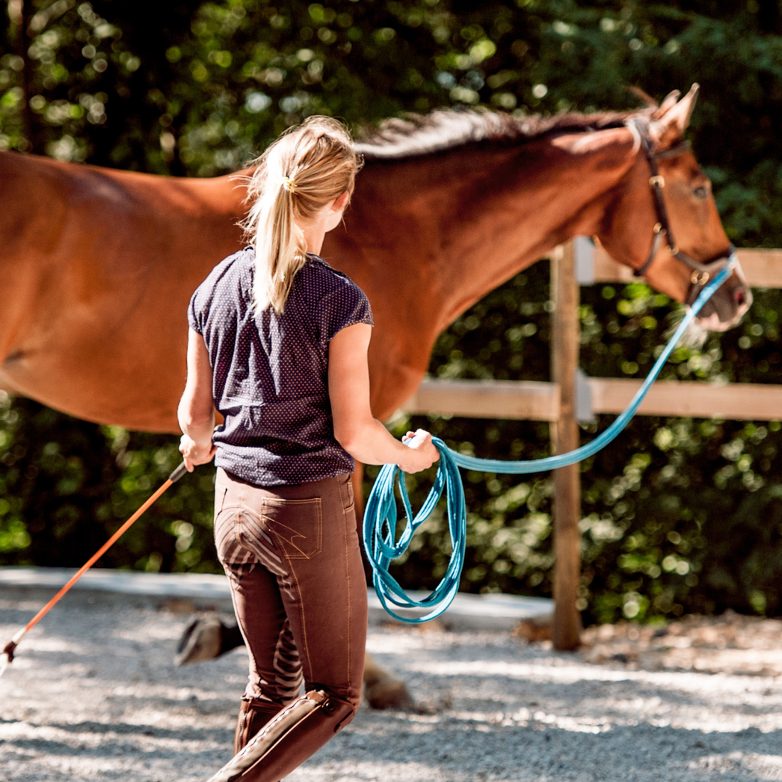 Lunging Equipment