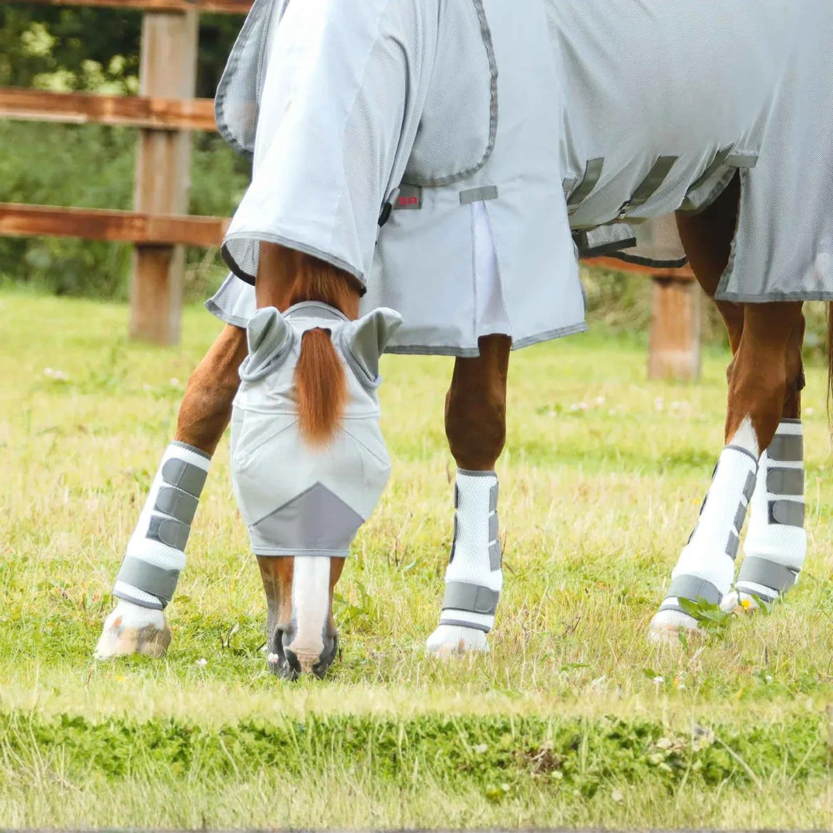Fly Protection for Horses