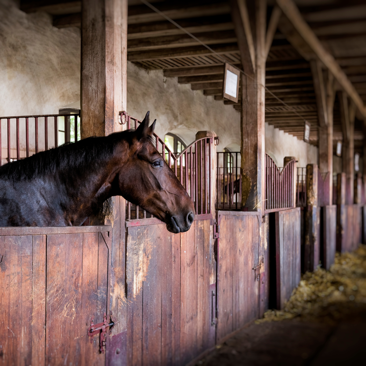 Stable and Yard