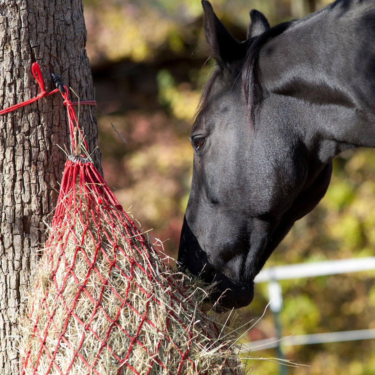 Hay Nets and Bags